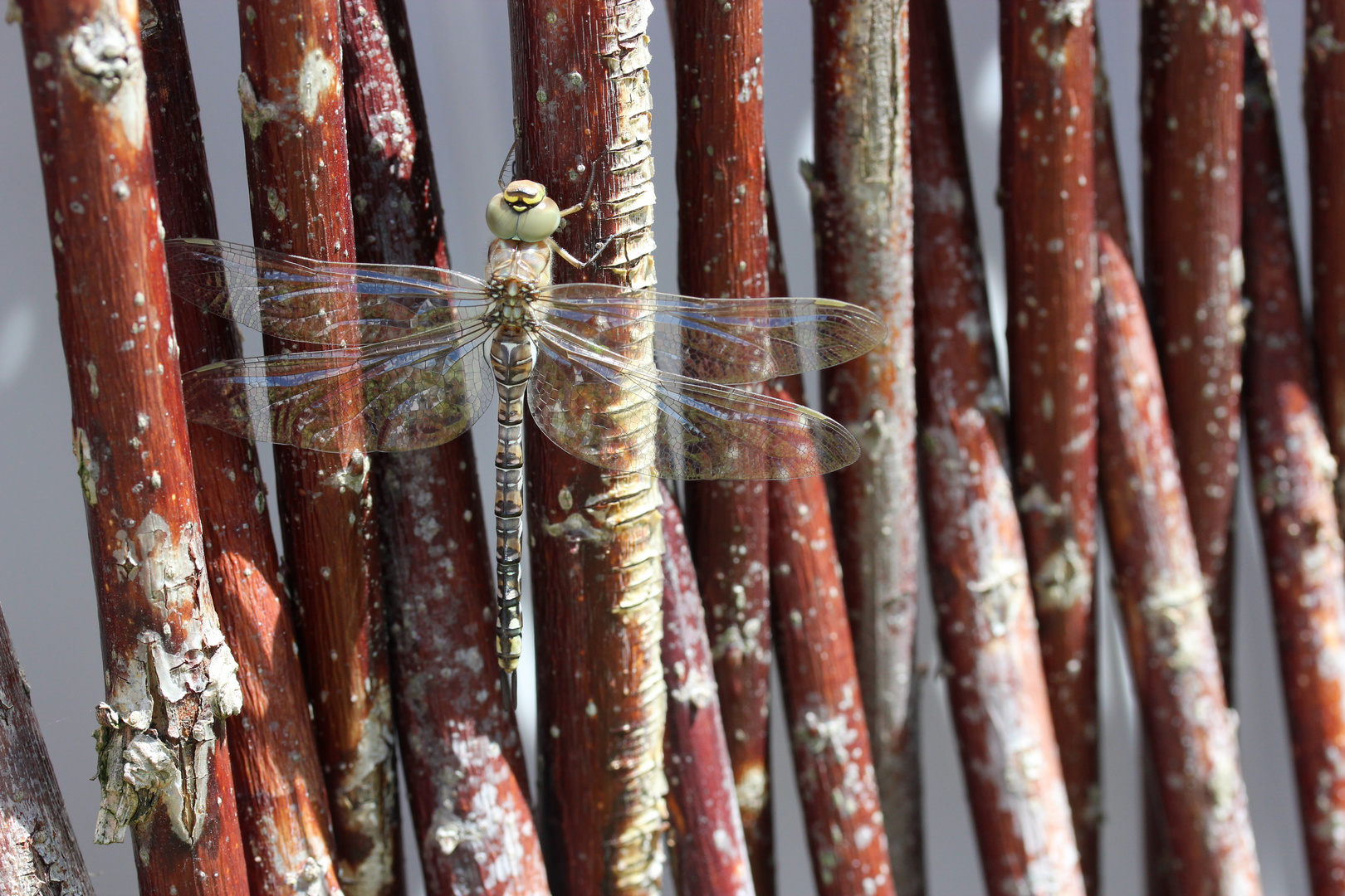 Libelle am Weidengeflecht im Garten