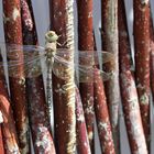 Libelle am Weidengeflecht im Garten