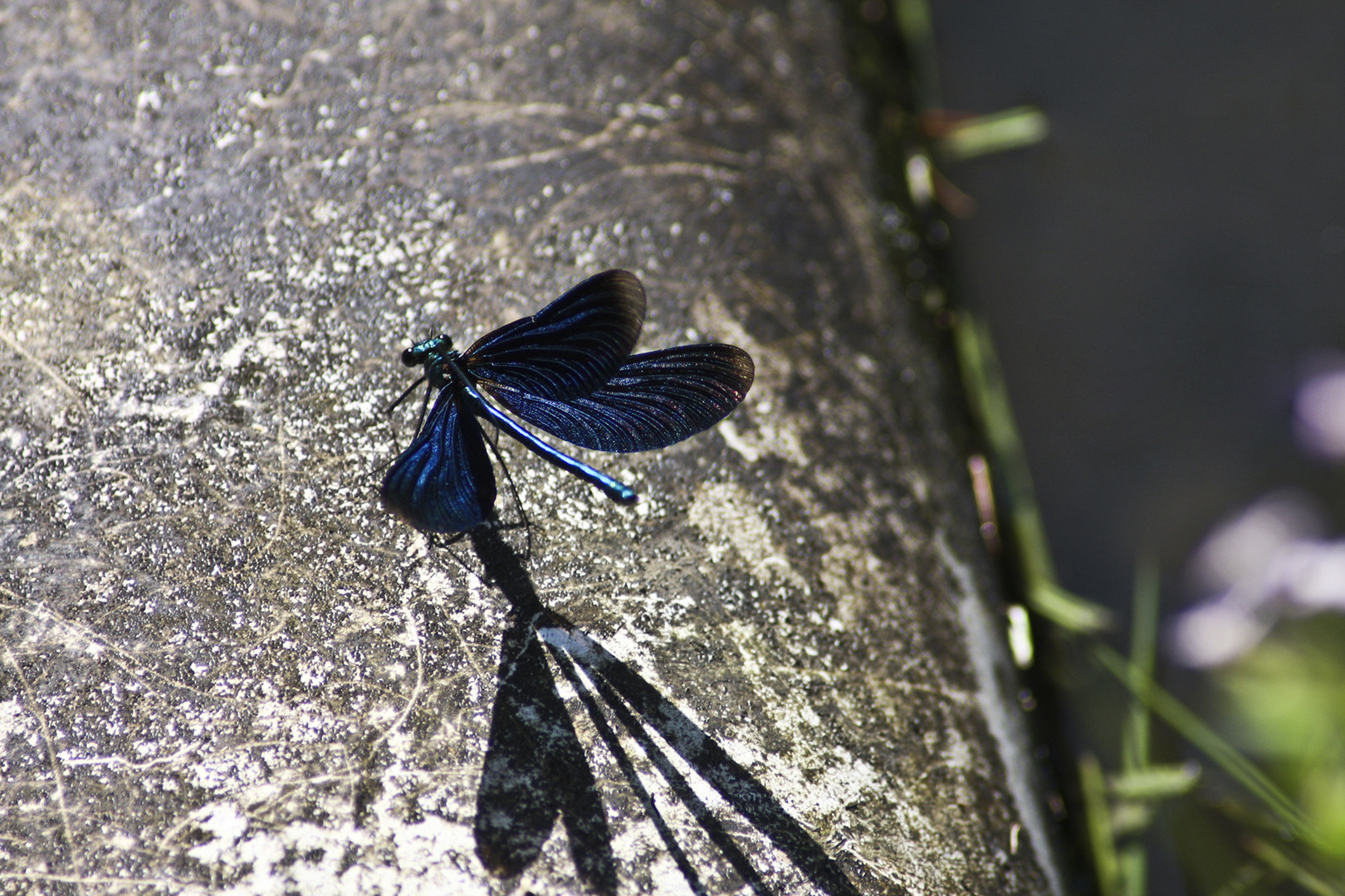 Libelle am Weiher 1