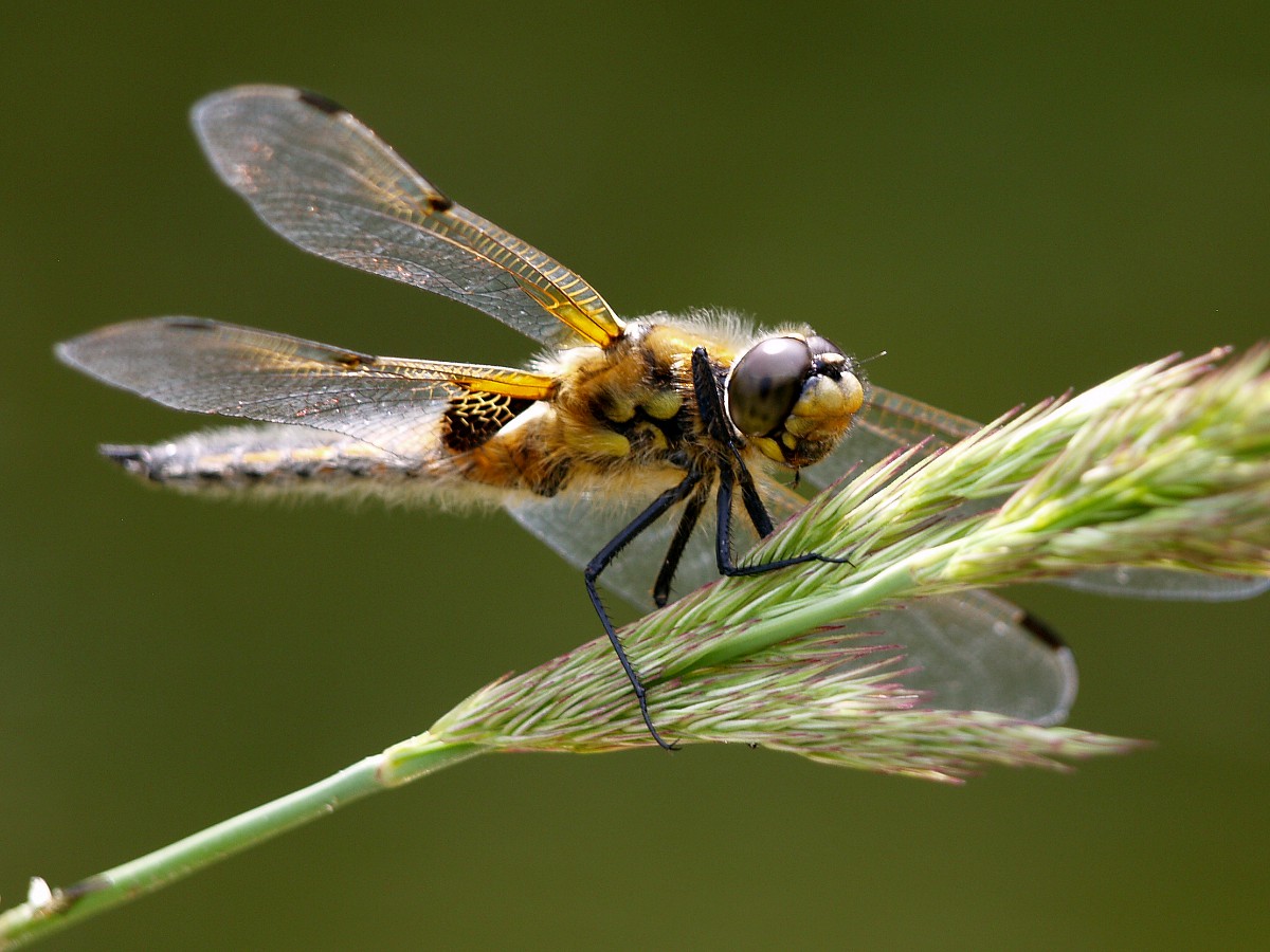 Libelle am Weiher 2