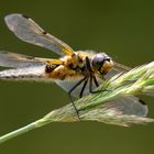 Libelle am Weiher 2