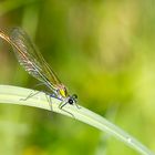 Libelle am Weiher 2