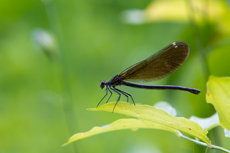 Libelle am Weiher