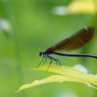 Libelle am Weiher