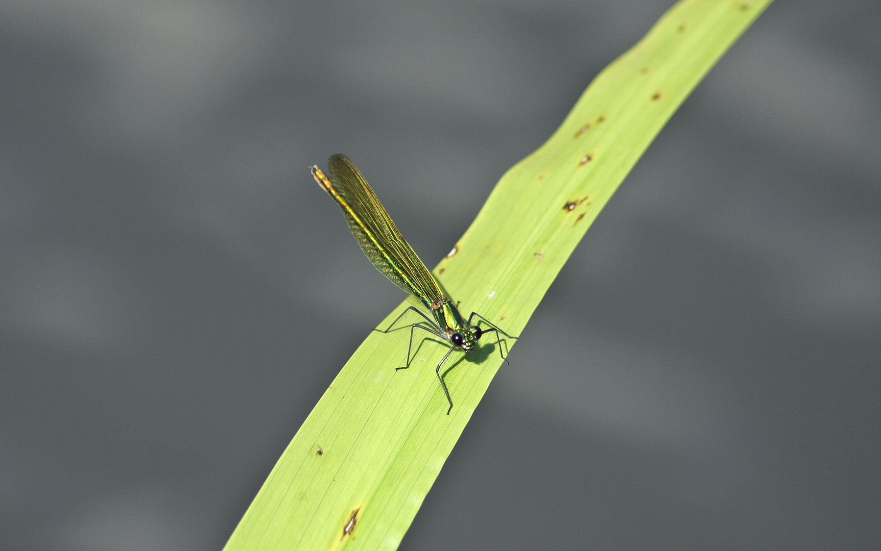 Libelle am Weiher 3