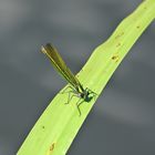 Libelle am Weiher 3