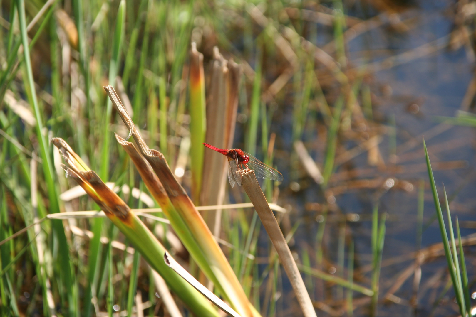 Libelle am Weiher