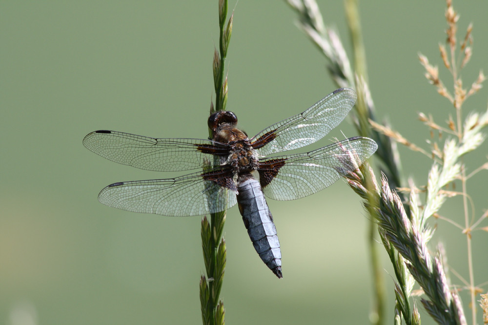 Libelle am Weiher