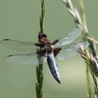 Libelle am Weiher