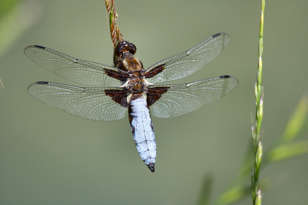 Libelle am Weiher, die Dritte