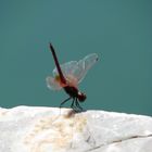 Libelle am Zaros See, Kreta