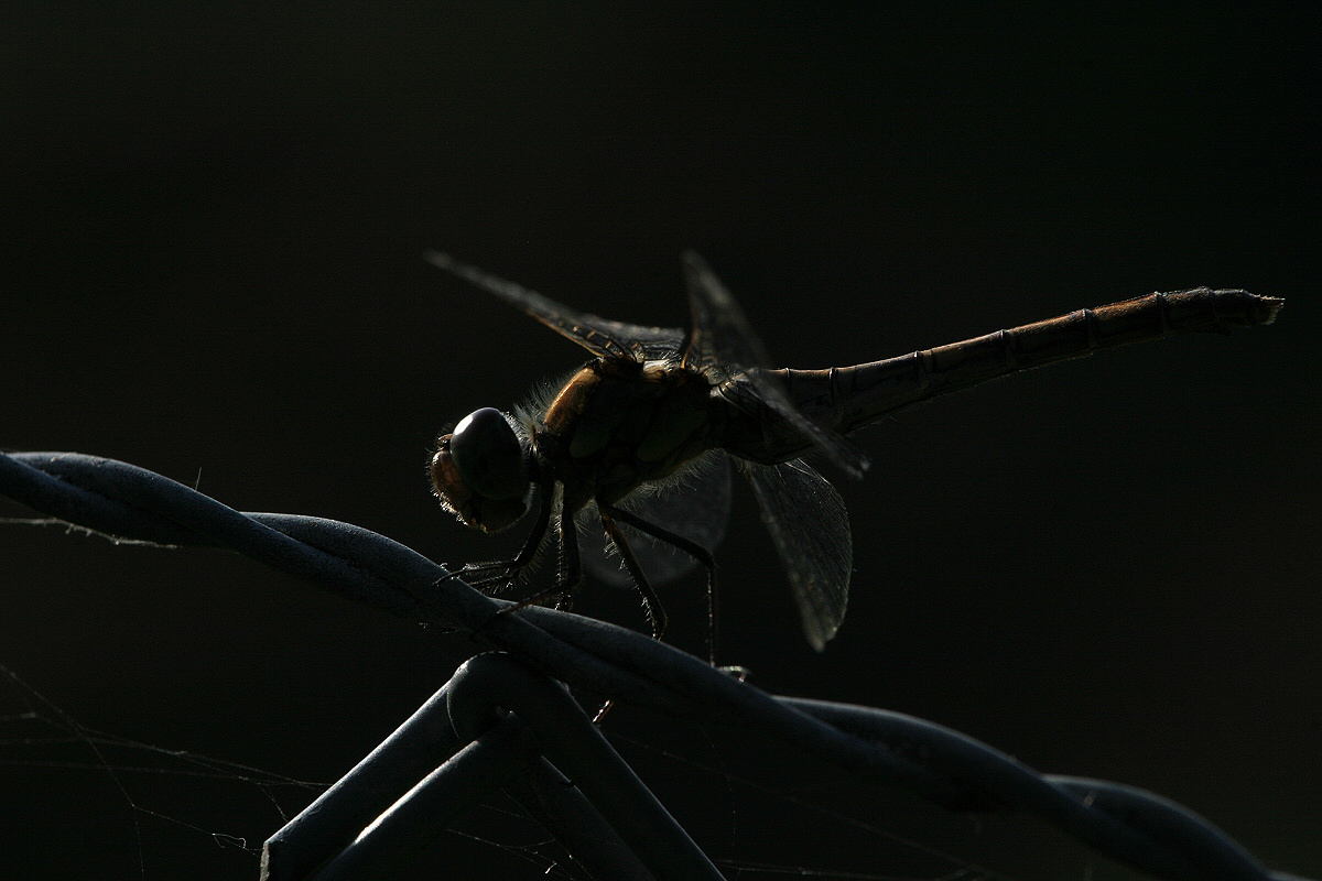 Libelle am Zaun im Gegenlicht