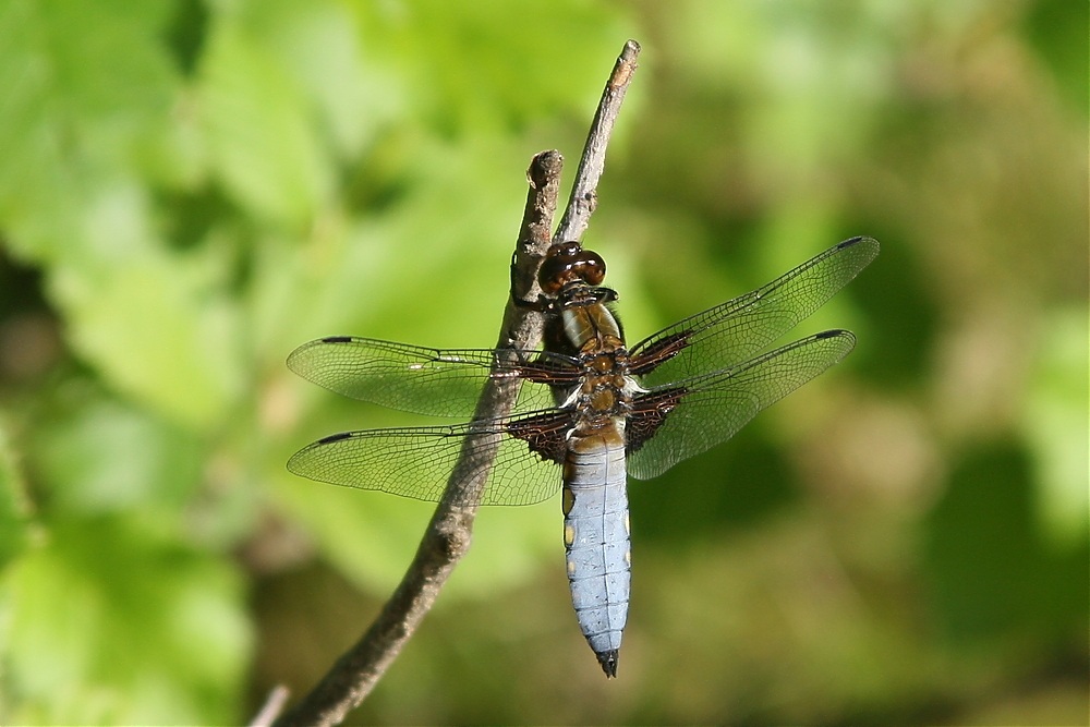 Libelle am Zweig