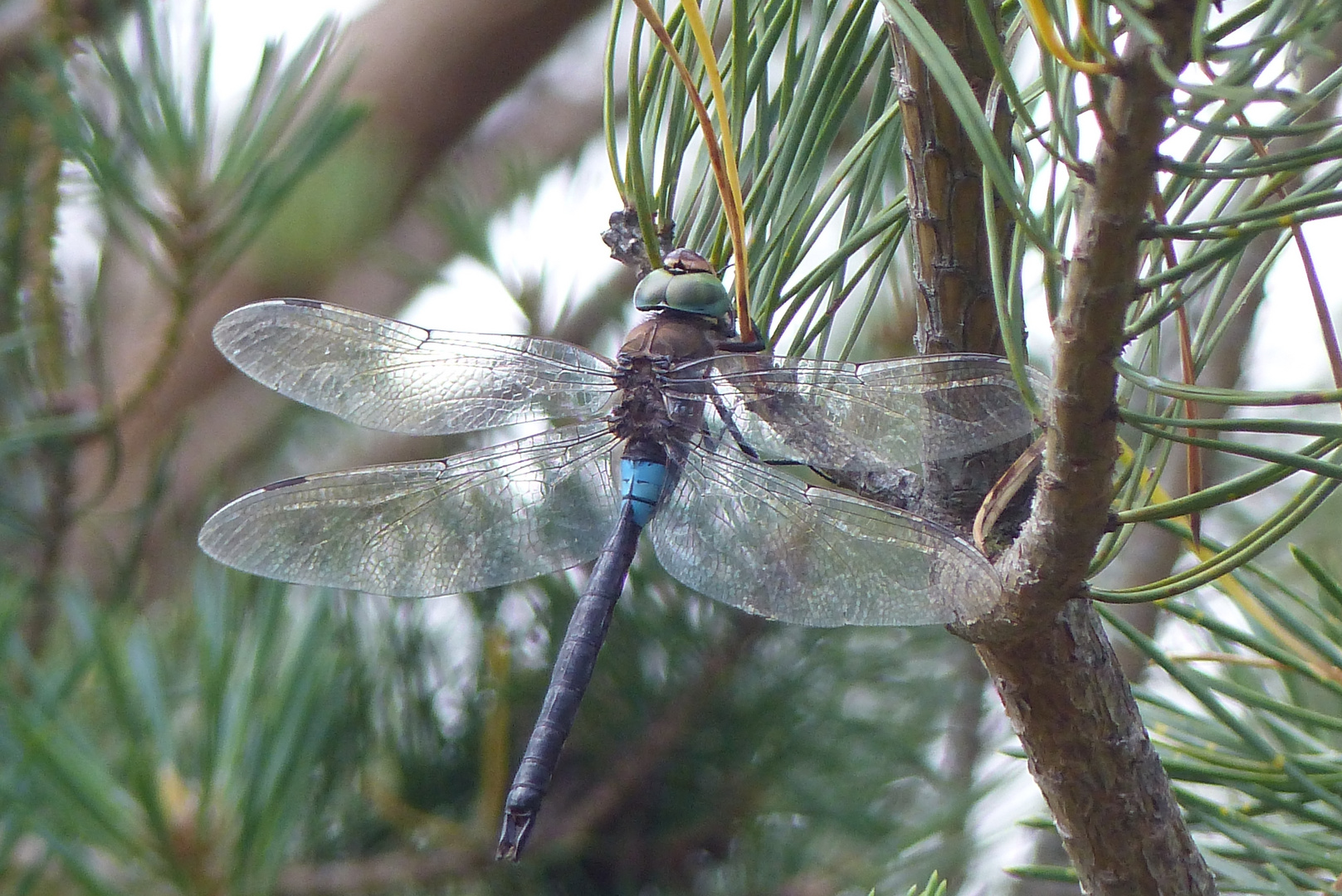 Libelle an den Kiesteichen