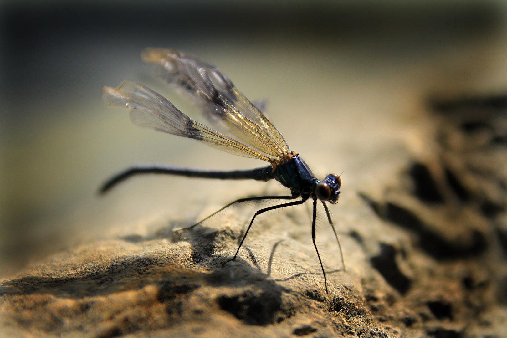 Libelle an der Aare