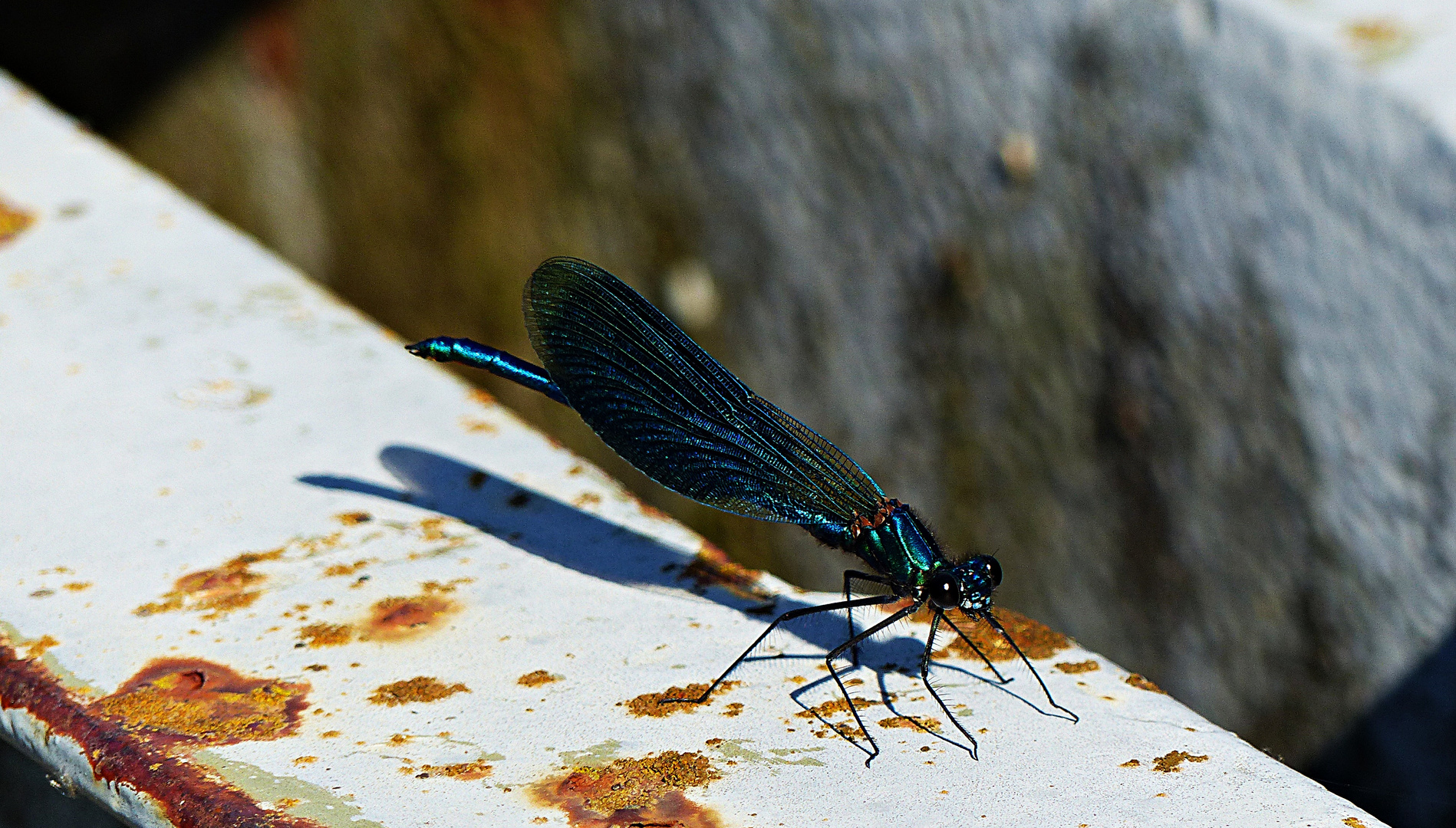 Libelle an der Cetina