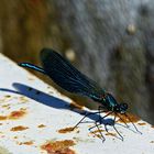 Libelle an der Cetina