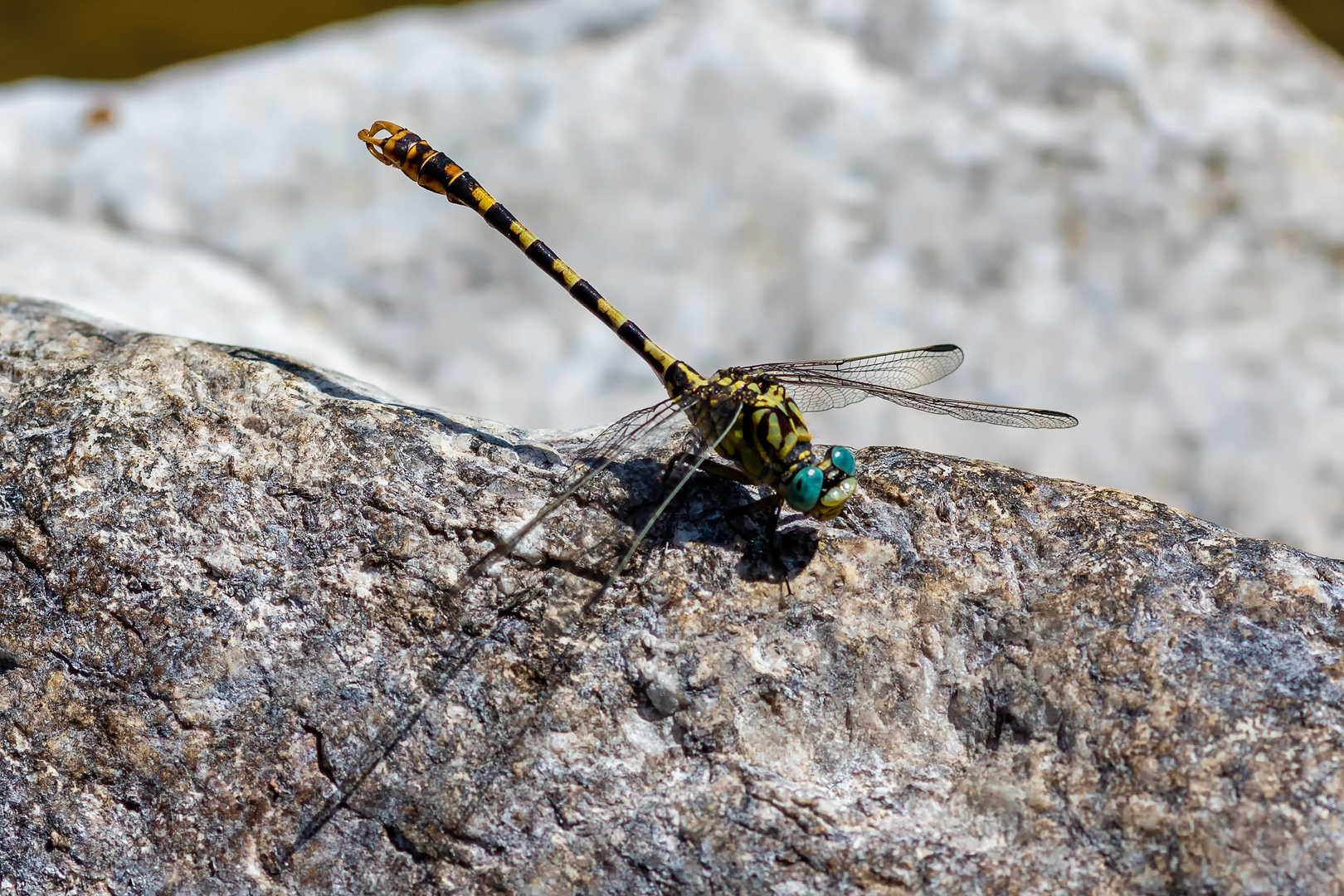 Libelle an der Drobis 2018