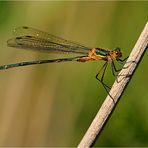 Libelle an der Elbe