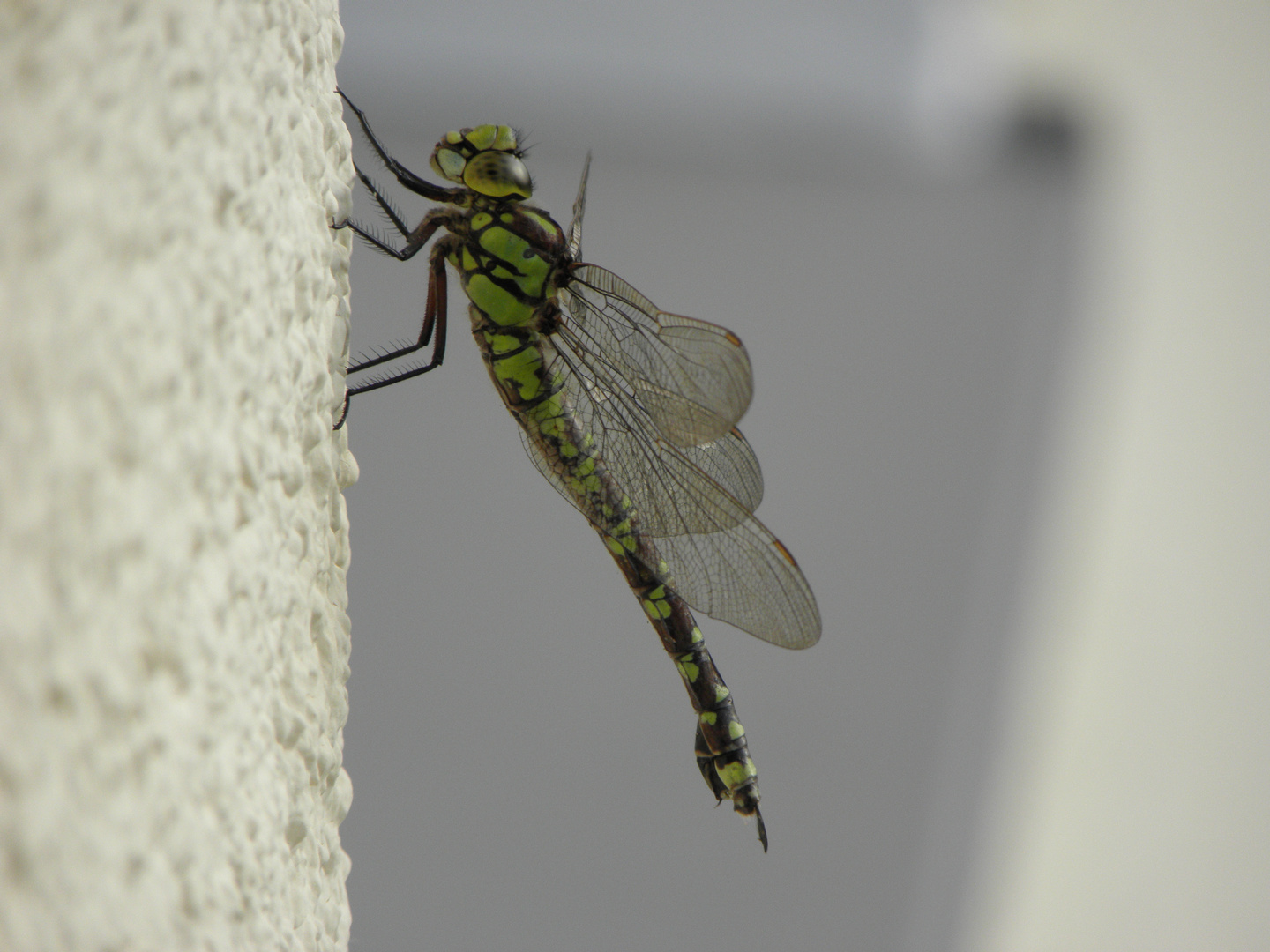 Libelle an der Hauswand