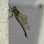 Libelle an der Hauswand