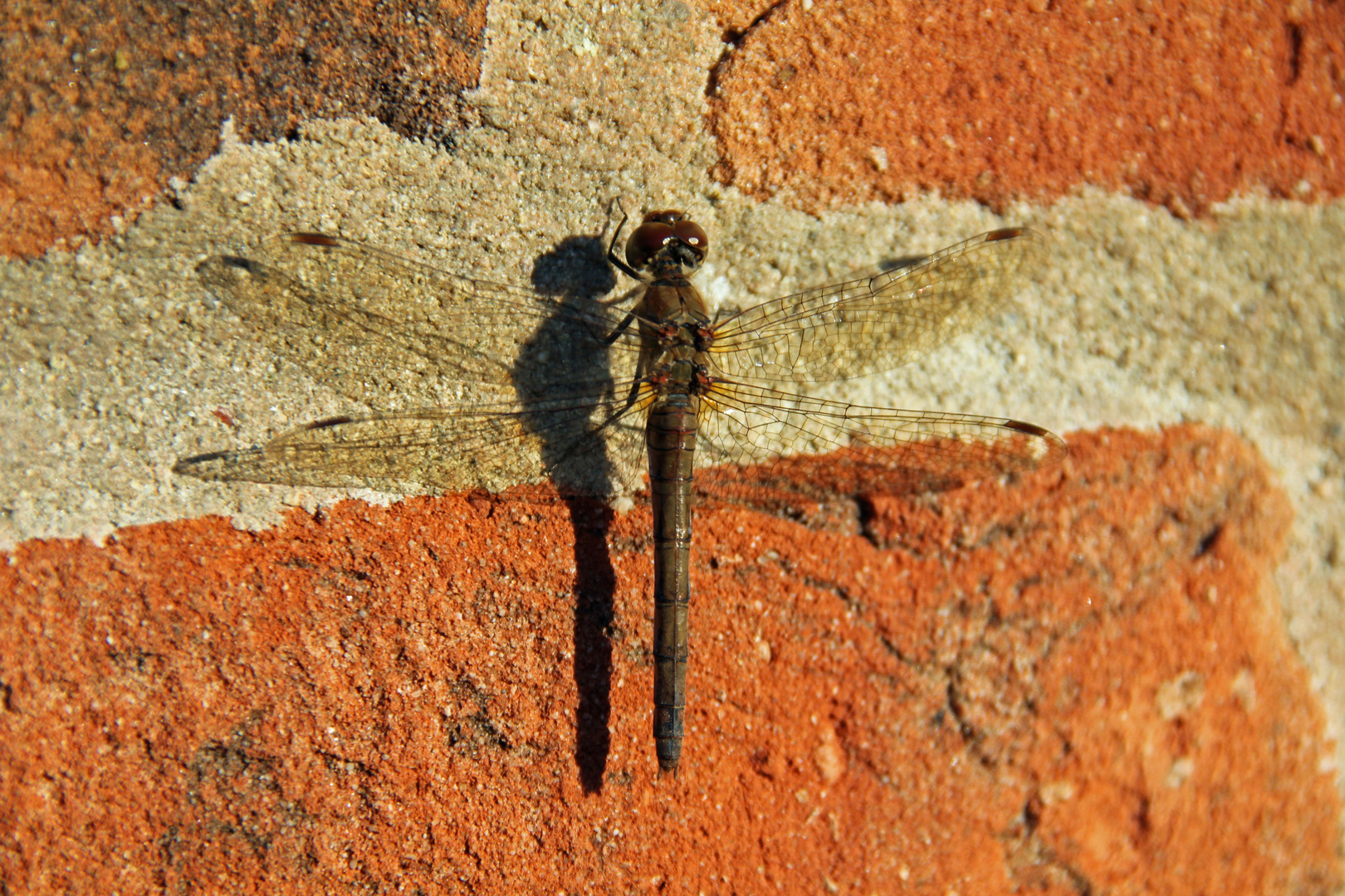 Libelle an der Hauswand