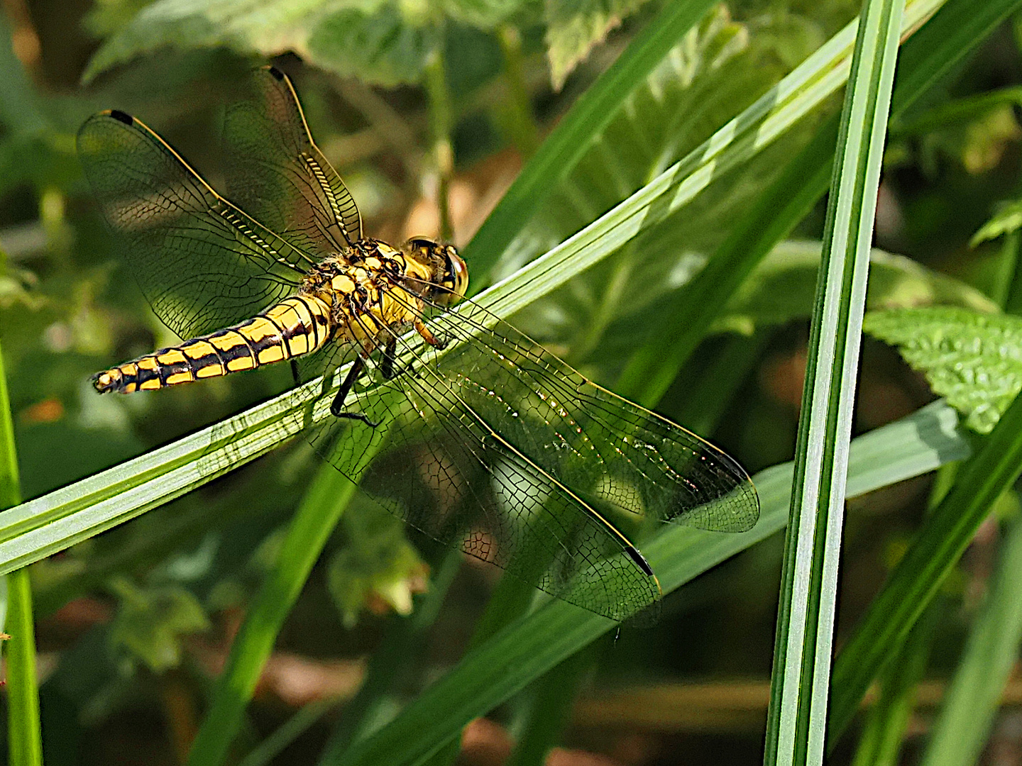 Libelle an der Löcknitz