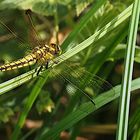 Libelle an der Löcknitz