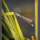 Libelle an der Maas