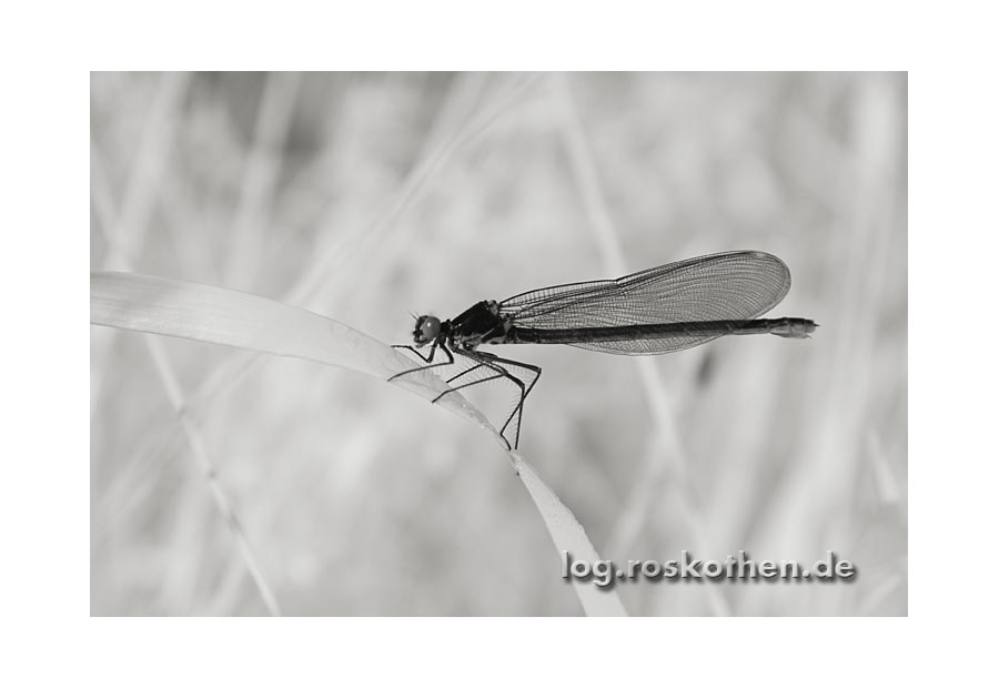 Libelle an der Niers (Niederrhein)