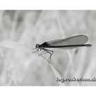 Libelle an der Niers (Niederrhein)