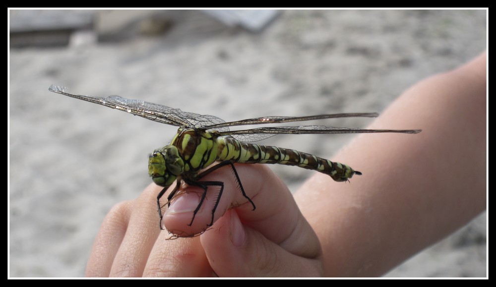 Libelle an der Ostsee