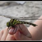 Libelle an der Ostsee