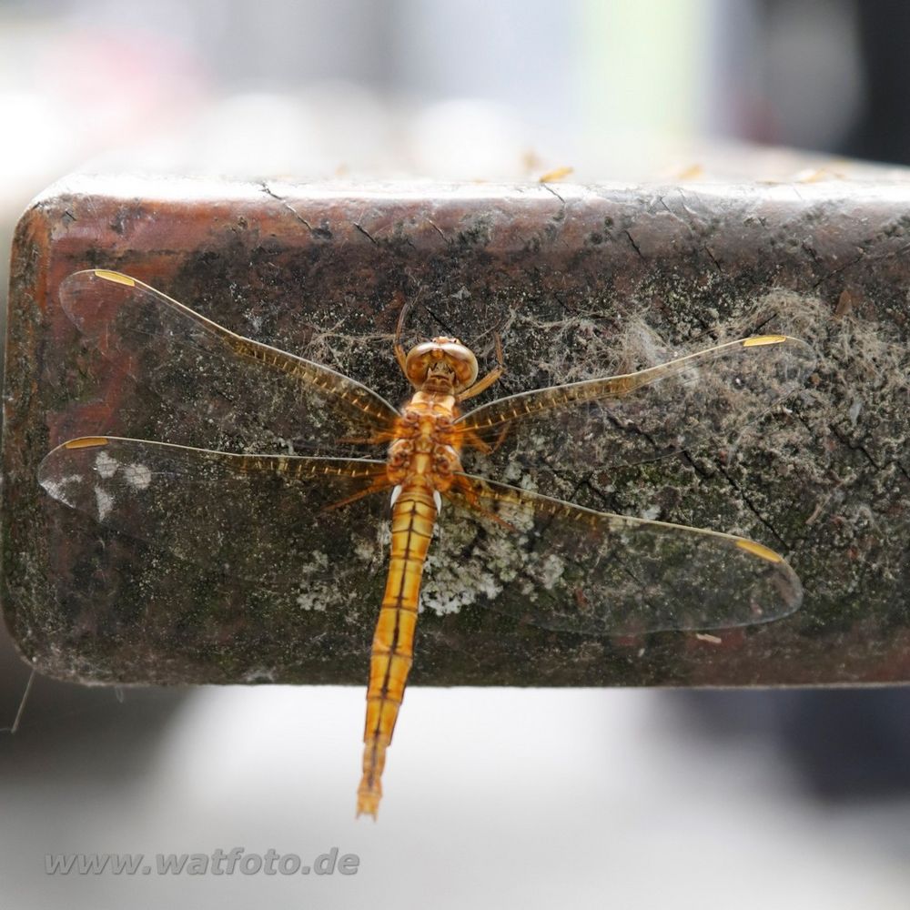 Libelle an der Parkbank