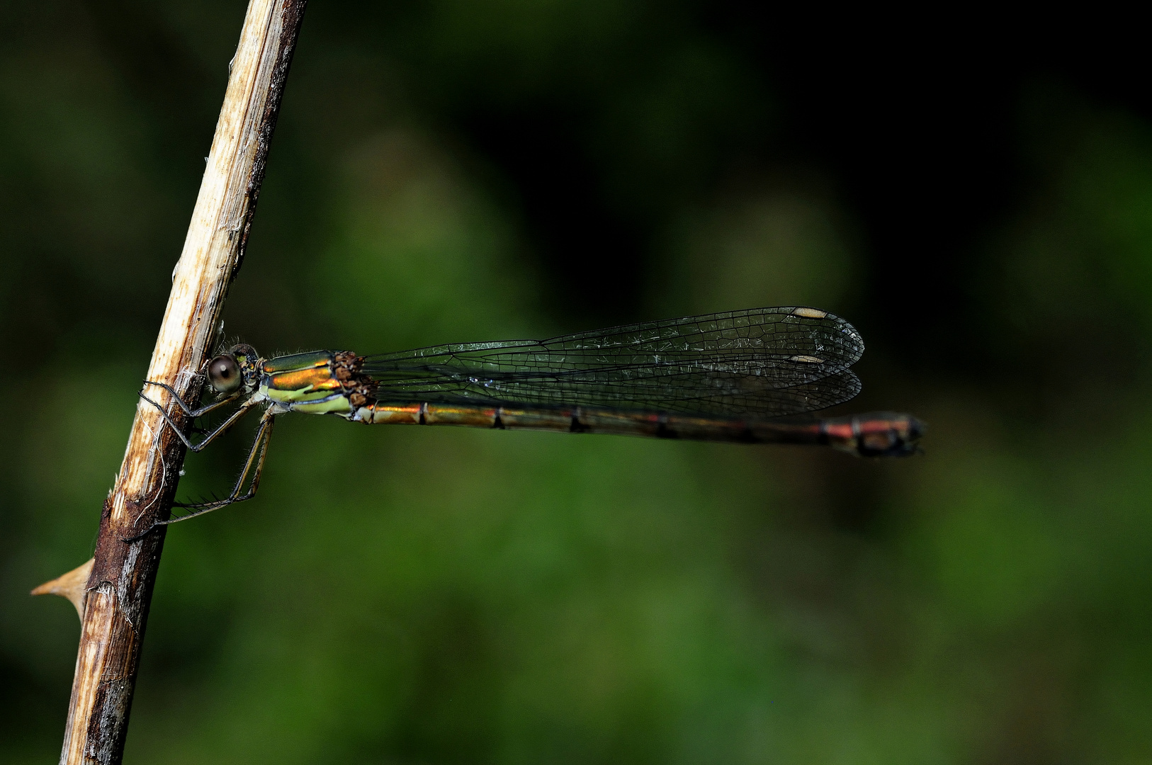 Libelle an der Rose