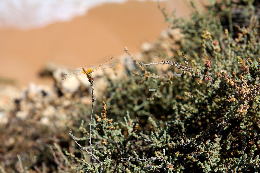 "Libelle an der Steilküste von Sagres"