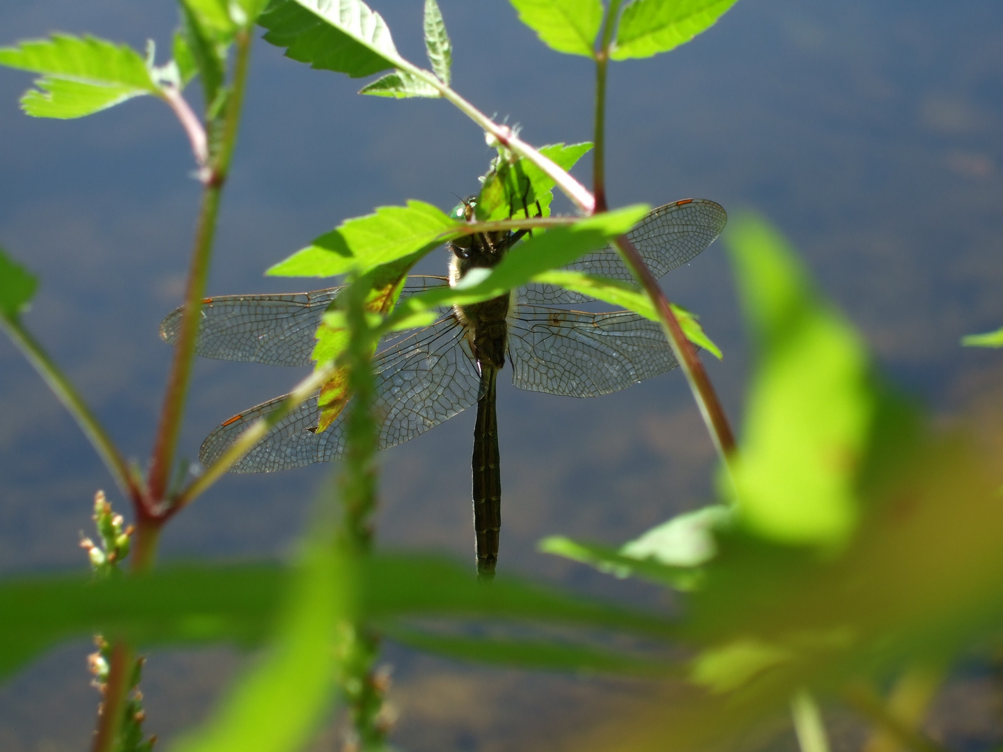 Libelle an der Surenburg