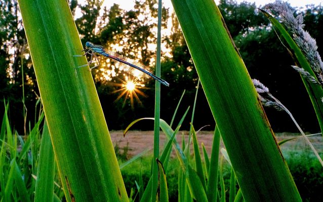 Libelle an der Tauber