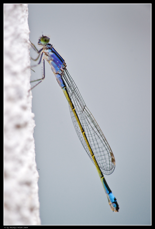 Libelle an der Wand.....