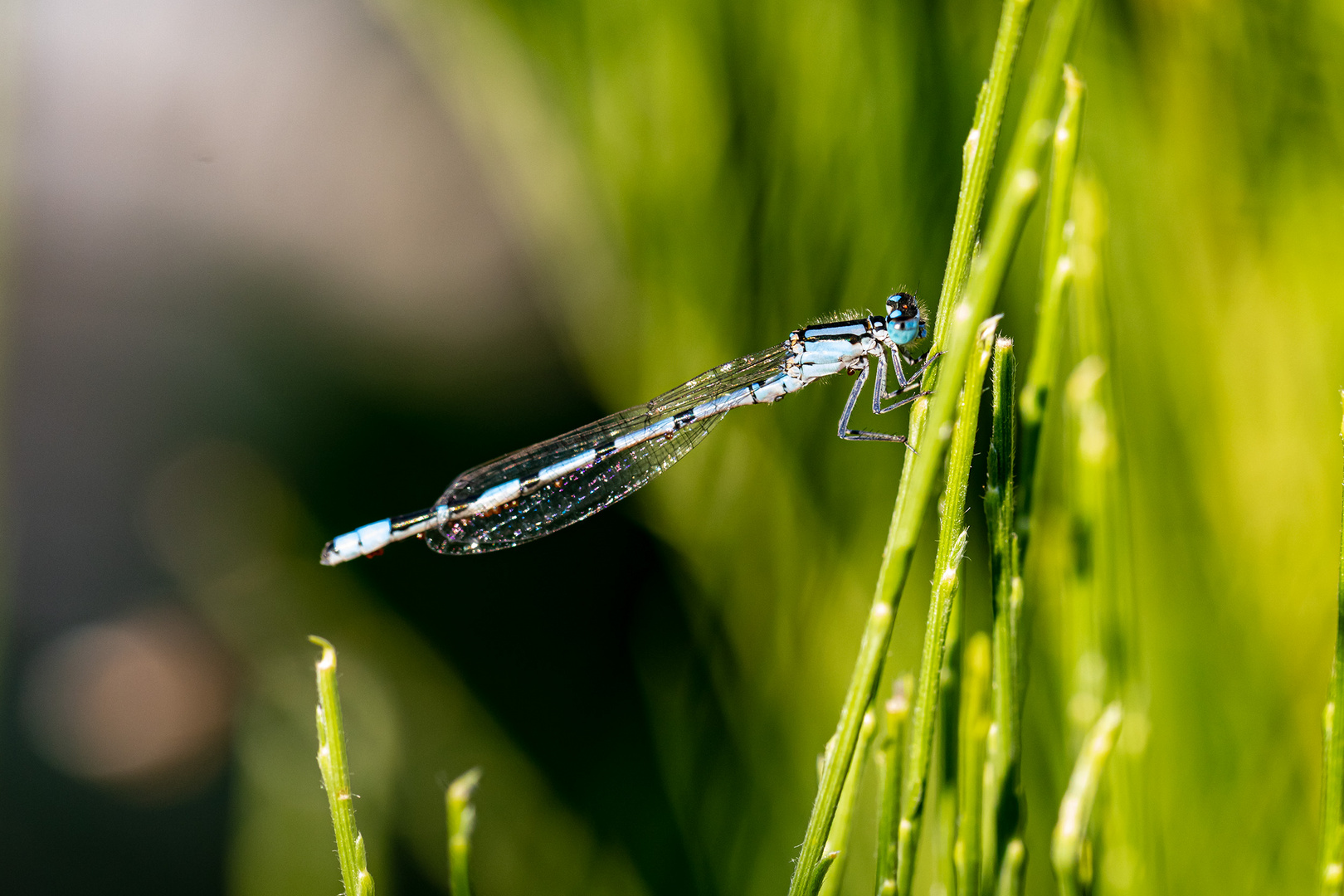 Libelle an eigenem Ginster