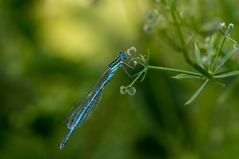 Libelle an einer Klettpflanze