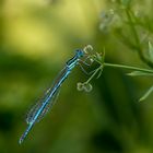 Libelle an einer Klettpflanze