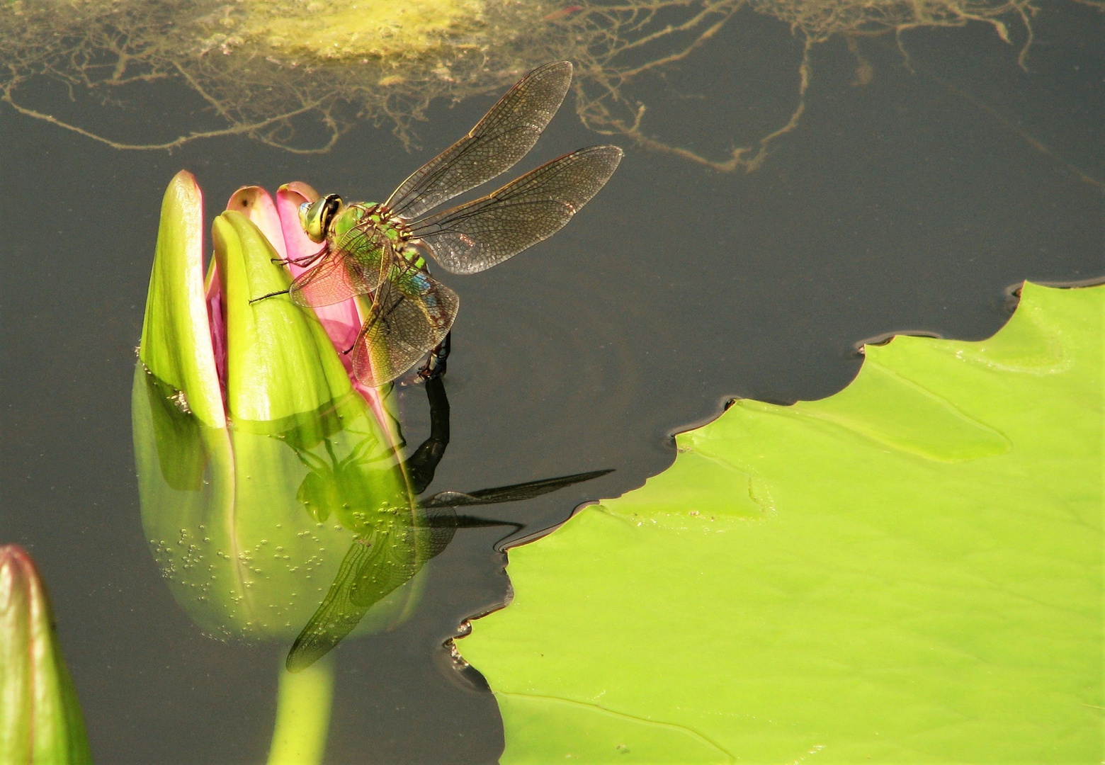 Libelle an einer Seerosenknospe mit Spiegelung