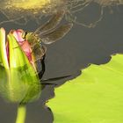 Libelle an einer Seerosenknospe mit Spiegelung