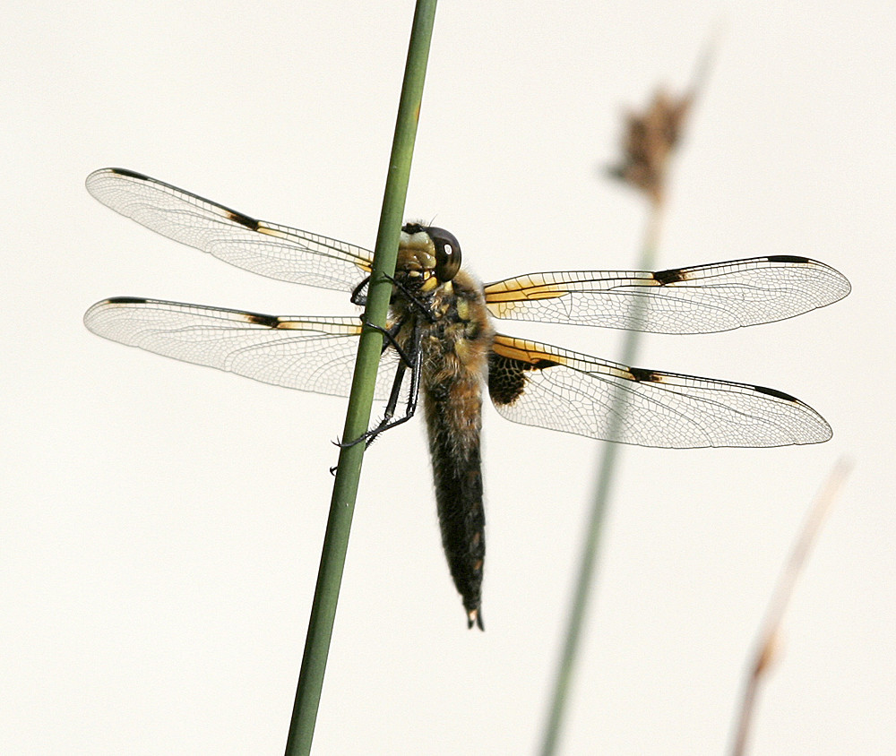 Libelle an Gras