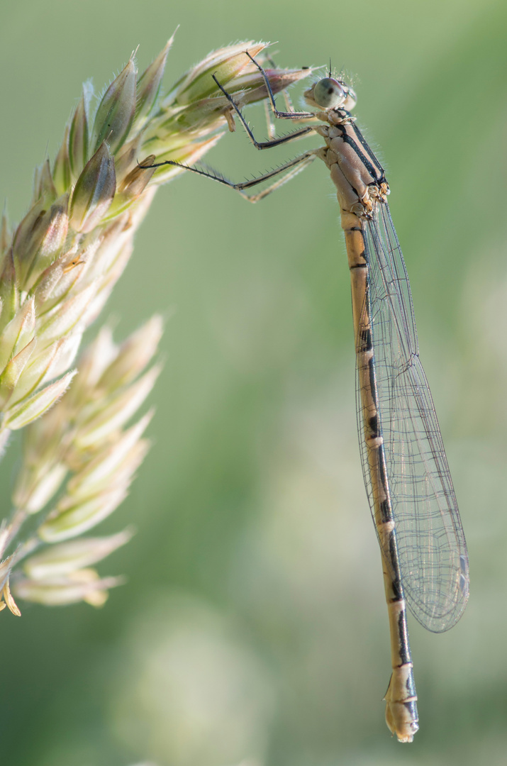 Libelle an Grashalm