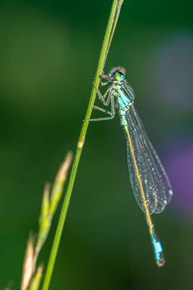 Libelle an Grashalm...