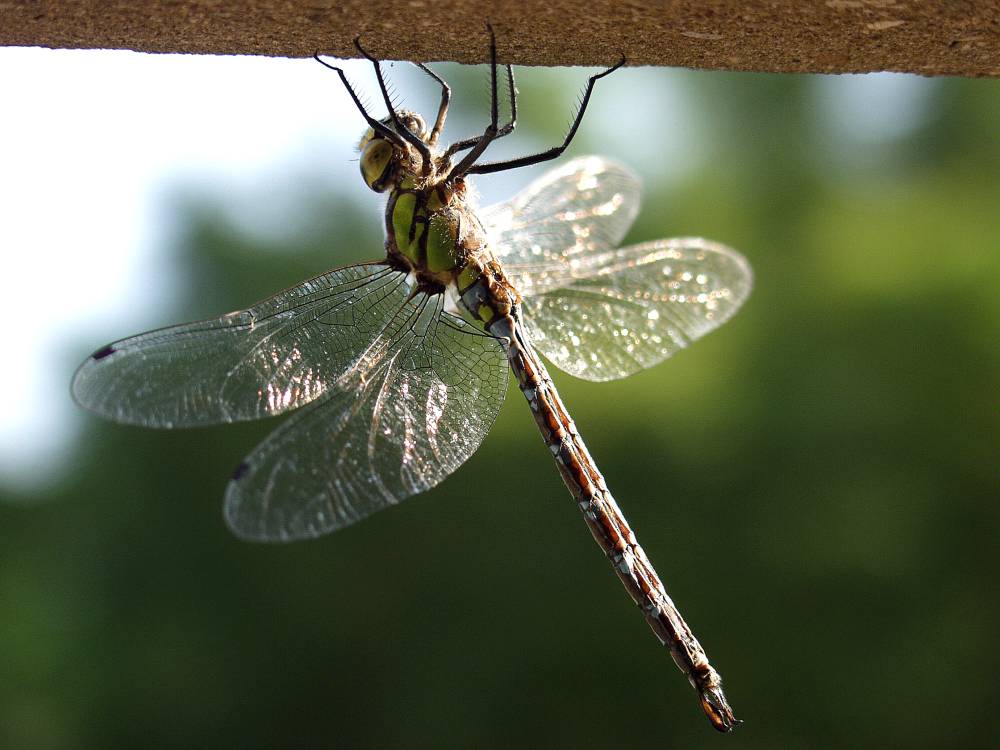 Libelle an Hauswand