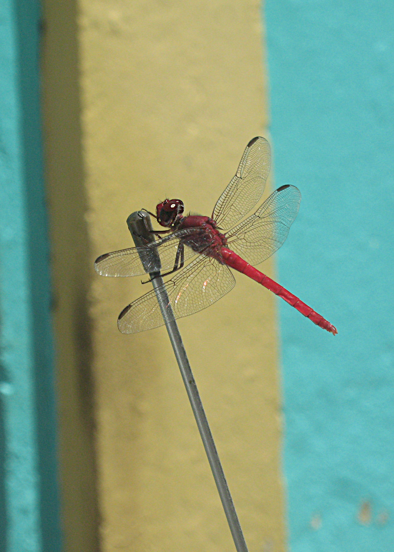 Libelle an Hauswand in Kuba