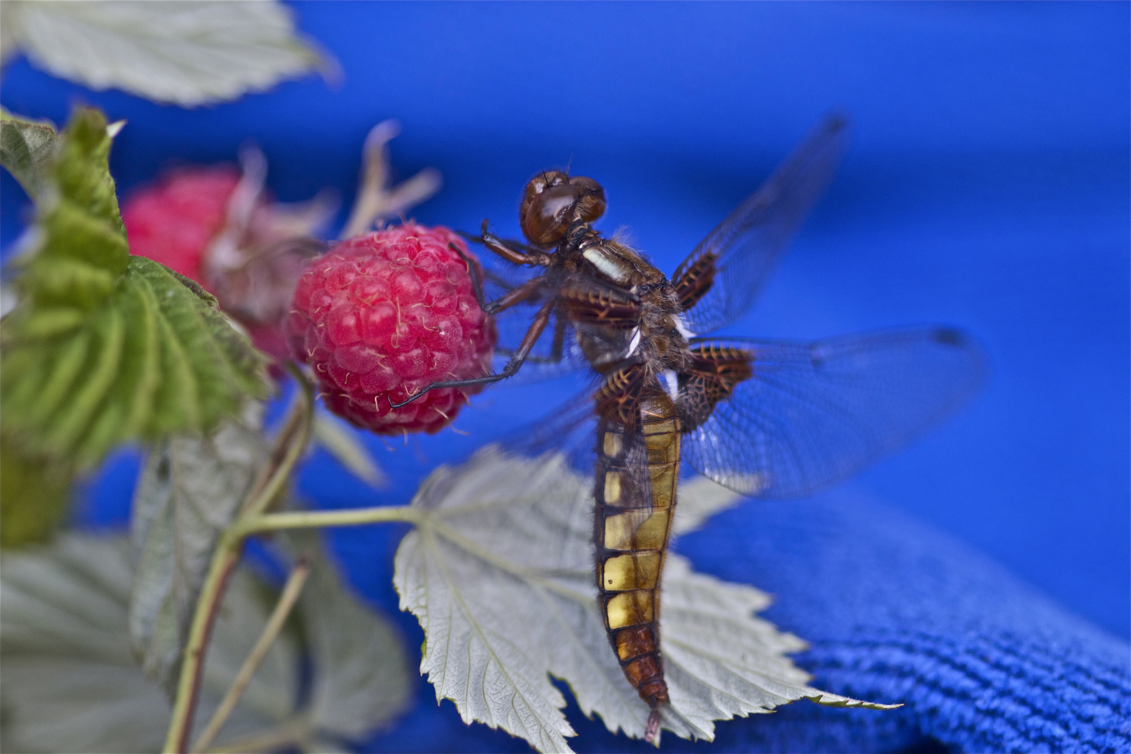 Libelle an Himbeere